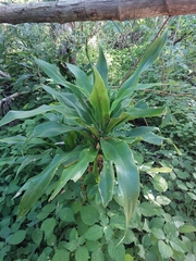 Dracaena aletriformis