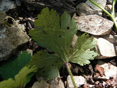 Ranunculus lanuginosus