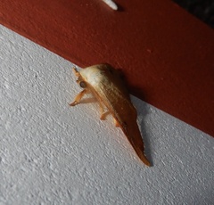 Arctornis marginata