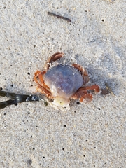 Polybius henslowii