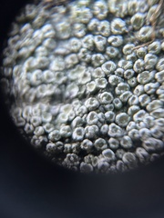 Pertusaria hymenea
