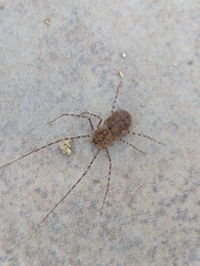 Scytodes globula