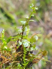 Plagiomnium ellipticum