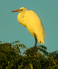 Ardea alba