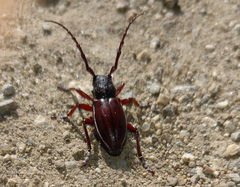 Eodorcadion carinatum