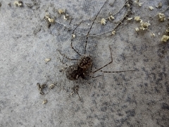 Scytodes globula