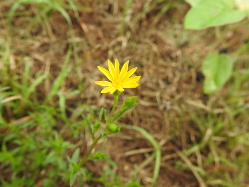 stiffleaf scratchdaisy (Croptilon rigidifolium)