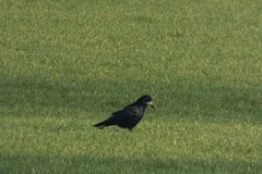 Corvus frugilegus
