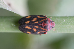 Mahanarva rubropicta