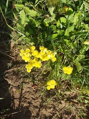 Helichrysum foetidum