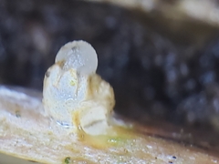 Sphaerobolus stellatus