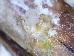 Sphaerobolus stellatus