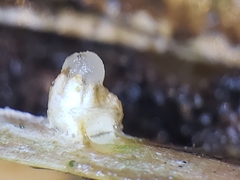 Sphaerobolus stellatus