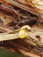 Sphaerobolus stellatus