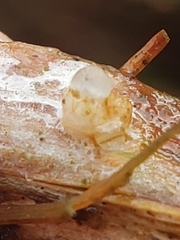 Sphaerobolus stellatus