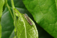 Macugonalia cavifrons