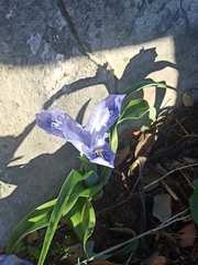 Iris planifolia