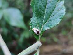 Acrocyum dorsalis