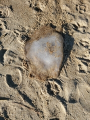 Dactyliophorae