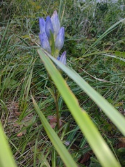 Gentiana decumbens