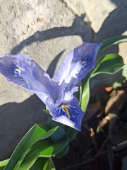 Iris planifolia