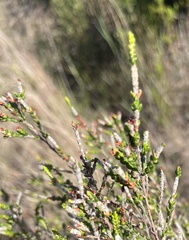 Passerina paleacea