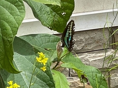 Graphium sarpedon sarpedon