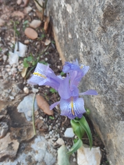 Iris planifolia