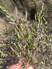 Passerina paleacea