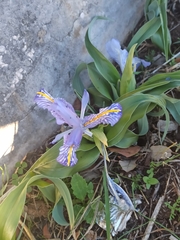 Iris planifolia