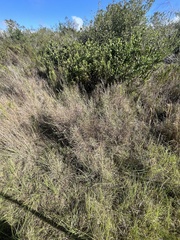Passerina paleacea