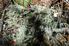 Usnea florida