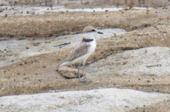 Charadrius peronii