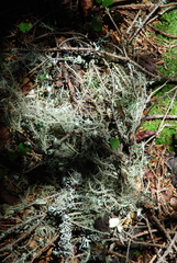 Usnea florida