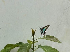 Graphium sarpedon sarpedon