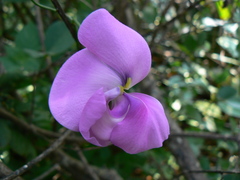 Vigna vexillata