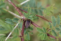 Pseudomops interceptus