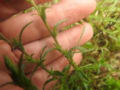 Croptilon rigidifolium