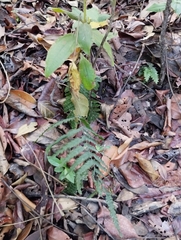 Trichomanes pinnatum