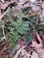 Trichomanes pinnatum