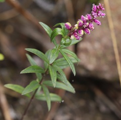 Polygalaceae