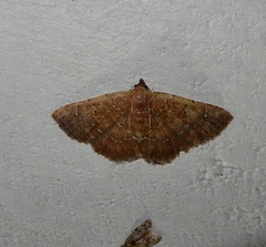 Cerynea punctilinealis