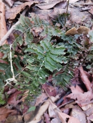 Trichomanes pinnatum