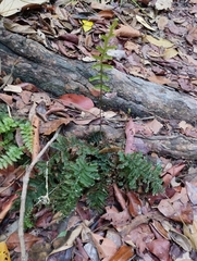 Trichomanes pinnatum