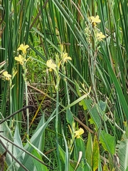 Canna glauca