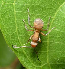 Camponotus rectangularis
