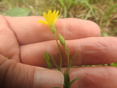 Croptilon rigidifolium