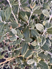 Feijoa