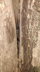 Ctenosaura similis