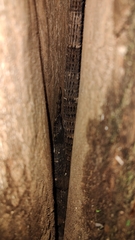Ctenosaura similis